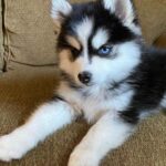 Cães - Pomsky