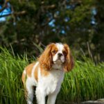 Cães - Cavalier King Charles Spaniel