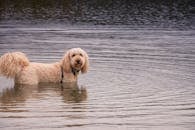 Cães - Goldendoodle