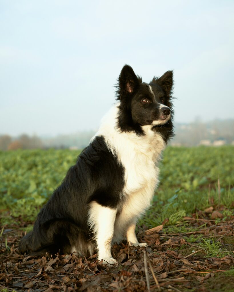 Cães - Border Collie