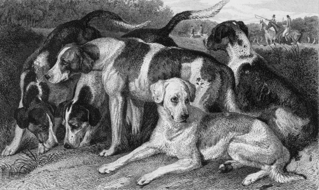 Cães